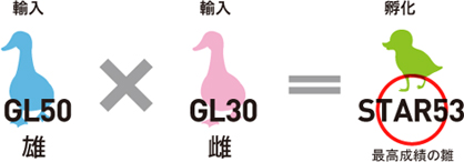 輸入GL50雄 輸入GL30雌　孵化STAR53最高成績の雛